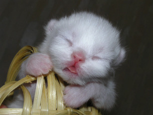 Картинка животные коты