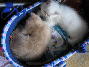 Картинка животные коты