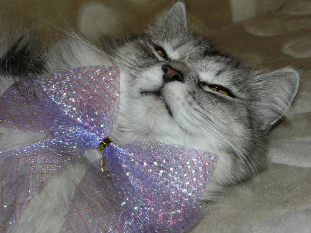 Обои картинки фото животные, коты