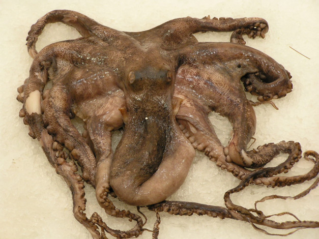 Обои картинки фото животные, морская, фауна