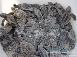 Картинка животные Черепахи