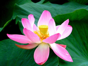 Картинка цветы лотосы