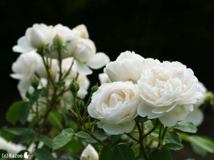 Картинка цветы розы