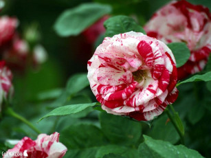 Картинка цветы розы