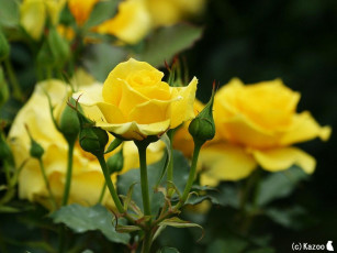 Картинка цветы розы