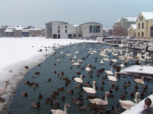 Картинка животные разные вместе