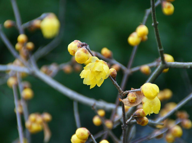 Обои картинки фото цветы, цветущие, деревья, кустарники