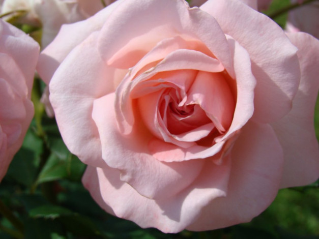 Обои картинки фото цветы, розы