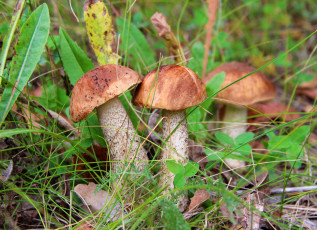 Картинка природа грибы трио