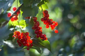 Картинка природа Ягоды смородина