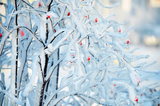 Обои картинки фото природа, зима, иней