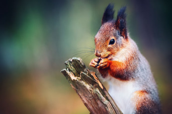 Картинка животные белки грызун зверёк белка