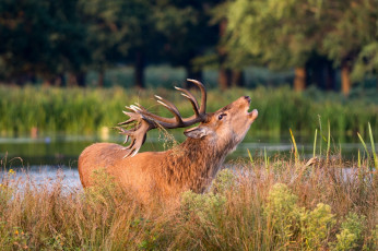Картинка животные олени рога трава берег осень зов морда