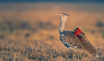 Картинка животные разные+вместе наездники арабская дрофа афарская котловина нубийские щурки