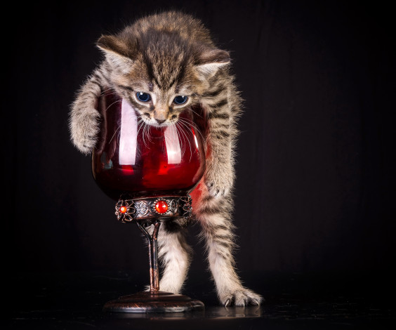 Обои картинки фото животные, коты, бокал, котенок