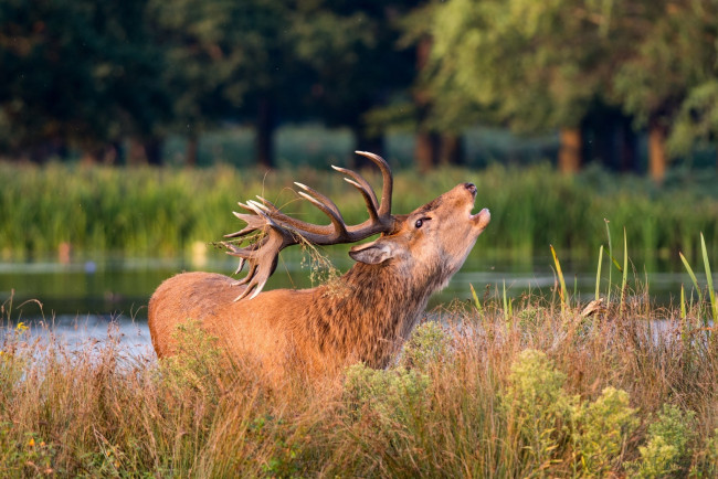 Обои картинки фото животные, олени, рога, трава, берег, осень, зов, морда