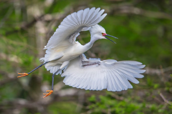 Картинка животные цапли +выпи цапля белая