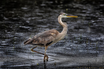Картинка животные цапли +выпи цапля серая