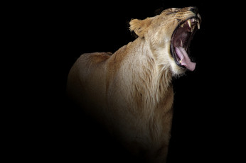 Картинка животные львы львица