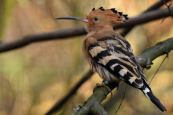 Картинка животные удоды удод