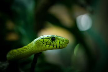 Картинка животные змеи +питоны +кобры змея