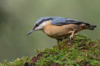 Картинка животные поползни поползень