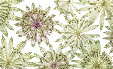 Картинка разное компьютерный+дизайн узор лепестки цветы