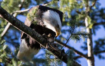 Картинка животные птицы+-+хищники белоголовый орлан