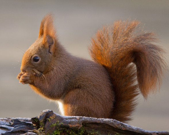 Обои картинки фото животные, белки, белка