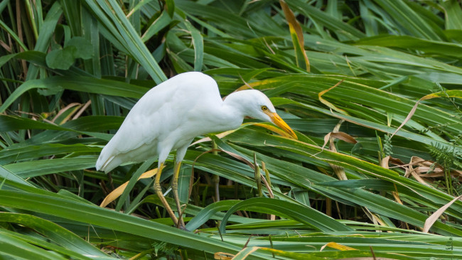 Обои картинки фото животные, цапли,  выпи, цапля, белая