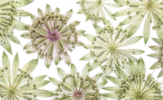 Обои картинки фото разное, компьютерный дизайн, узор, лепестки, цветы