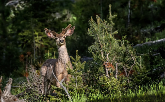 Обои картинки фото животные, олени, рога, олень