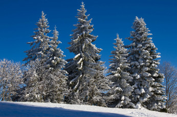 Картинка природа деревья простор