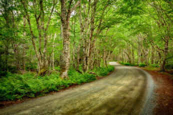 Картинка природа дороги простор