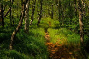 Картинка природа лес простор