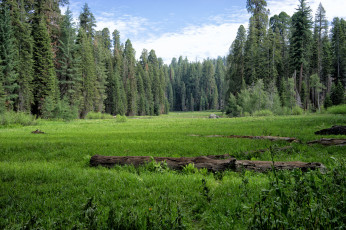 Картинка природа луга простор