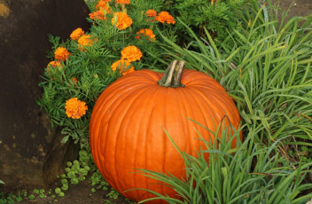 Картинка еда тыква цветы