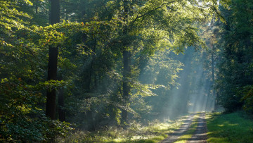 Картинка природа лес простор