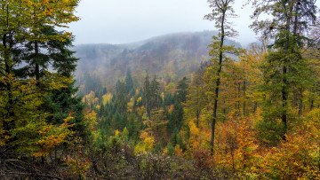 Картинка природа лес простор