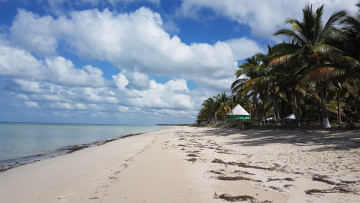 Картинка природа тропики простор