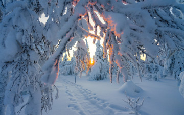 Картинка природа зима деревья снег