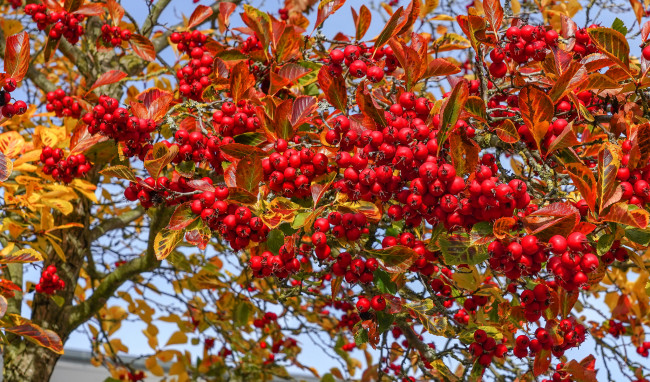 Обои картинки фото природа, плоды, простор