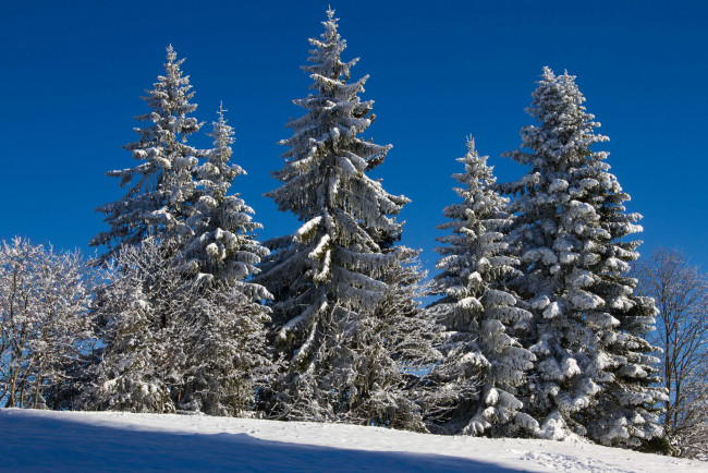 Обои картинки фото природа, деревья, простор