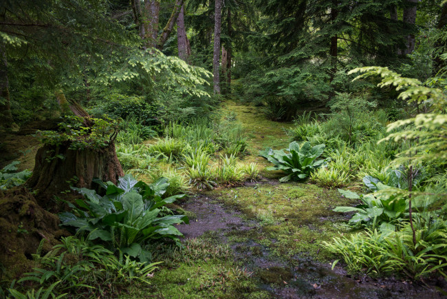 Обои картинки фото природа, лес, простор