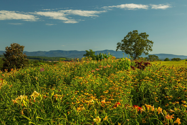 Обои картинки фото природа, луга, простор