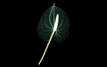 Картинка разное кости +рентген цветок