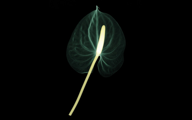 Обои картинки фото разное, кости,  рентген, цветок