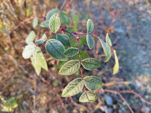 Картинка природа листья