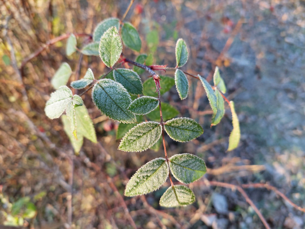 Обои картинки фото природа, листья