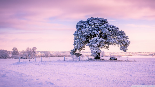 Обои картинки фото природа, деревья, одинокое, старое, дерево, зима